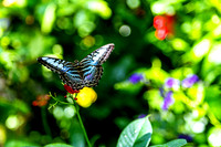 blue butterfly