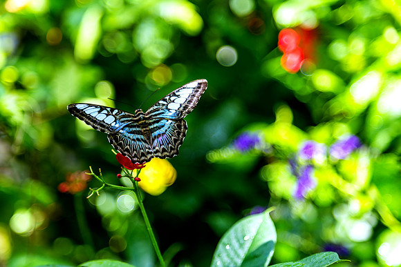 blue butterfly