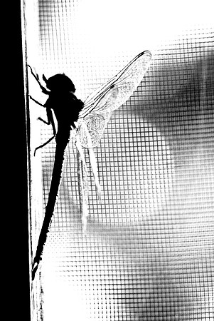 b and w