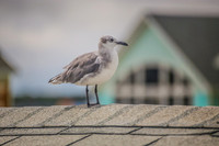 bird on roof