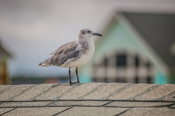 bird on roof